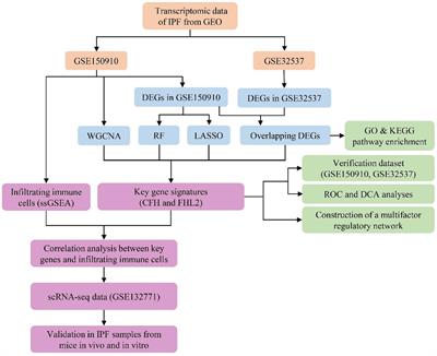 Identification of CFH and FHL2 as biomarkers for idiopathic pulmonary fibrosis